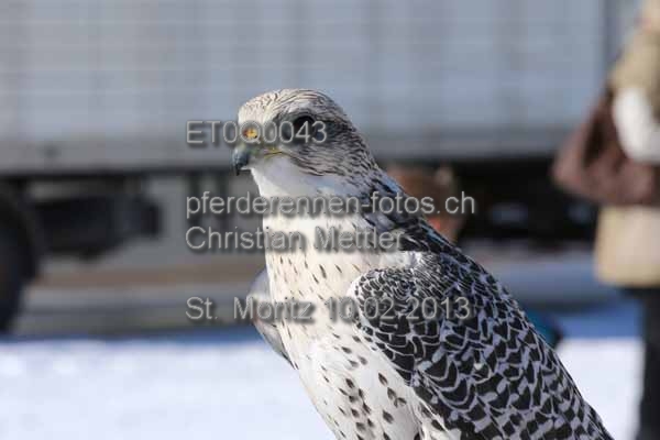 ET0Q0043 prot